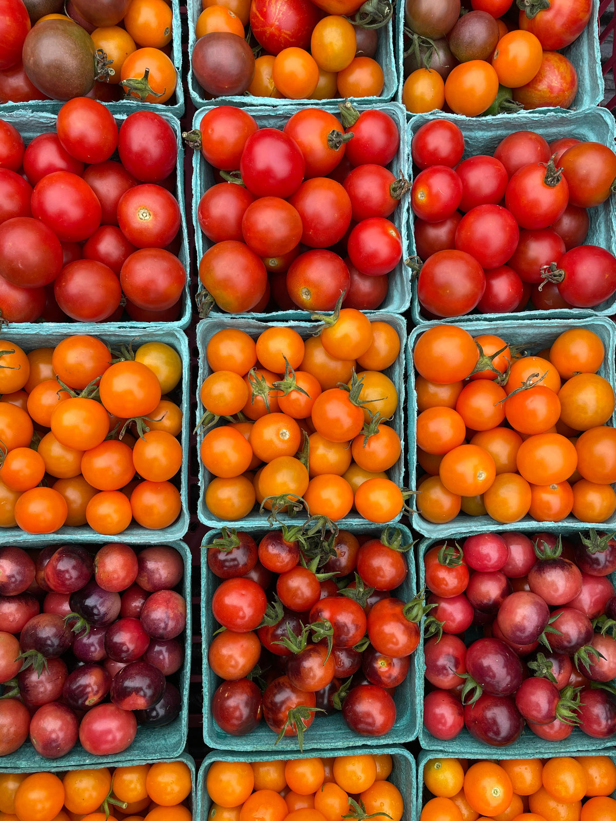 Rainbow Mix Cherry Tomatoes