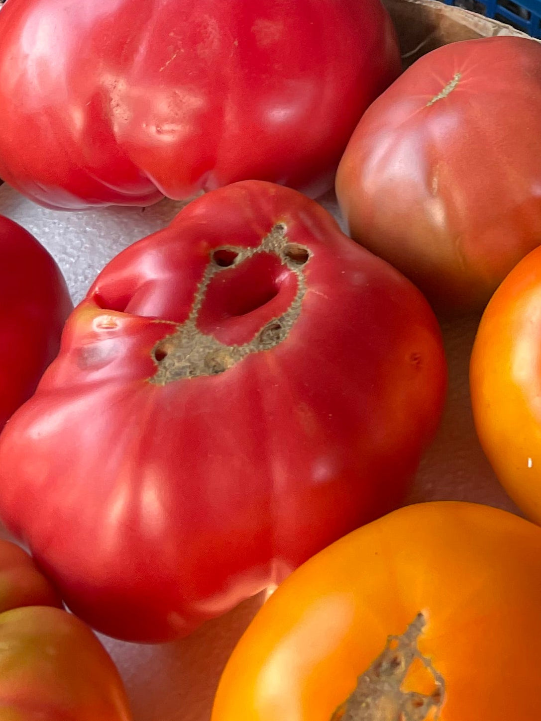 Heirloom Slicing Tomatoes